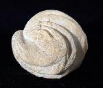 Burmirhynchia decorata (SCHLOTHEIM 1820) - Bild © FossNet FossilienStore